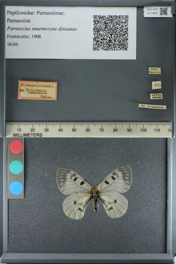 Media type: image;   Entomology 179907